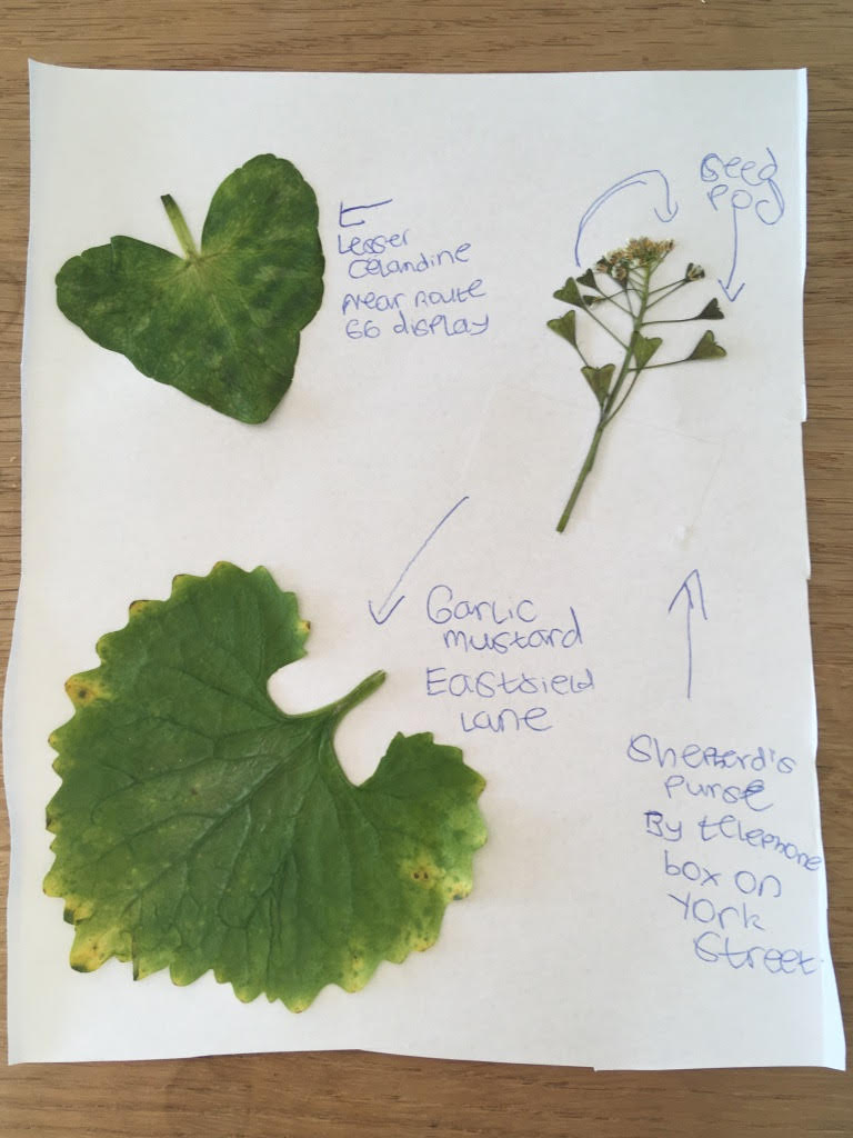 Leaves, labelled